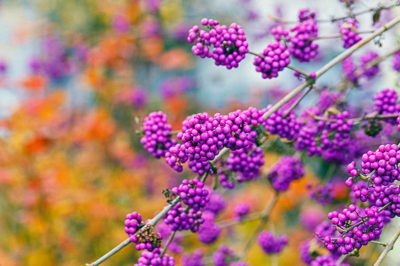 Beautyberry 'American'