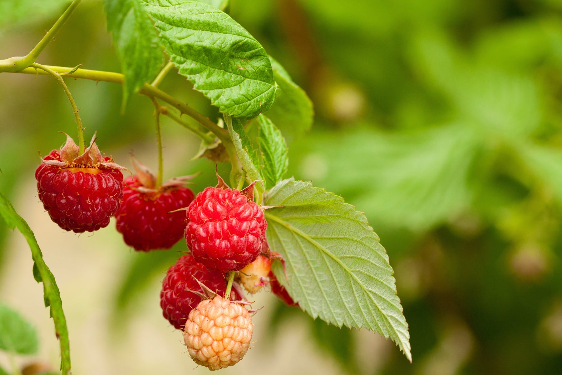 Raspberry Shrub 'Meeker Red' Tristar Plants