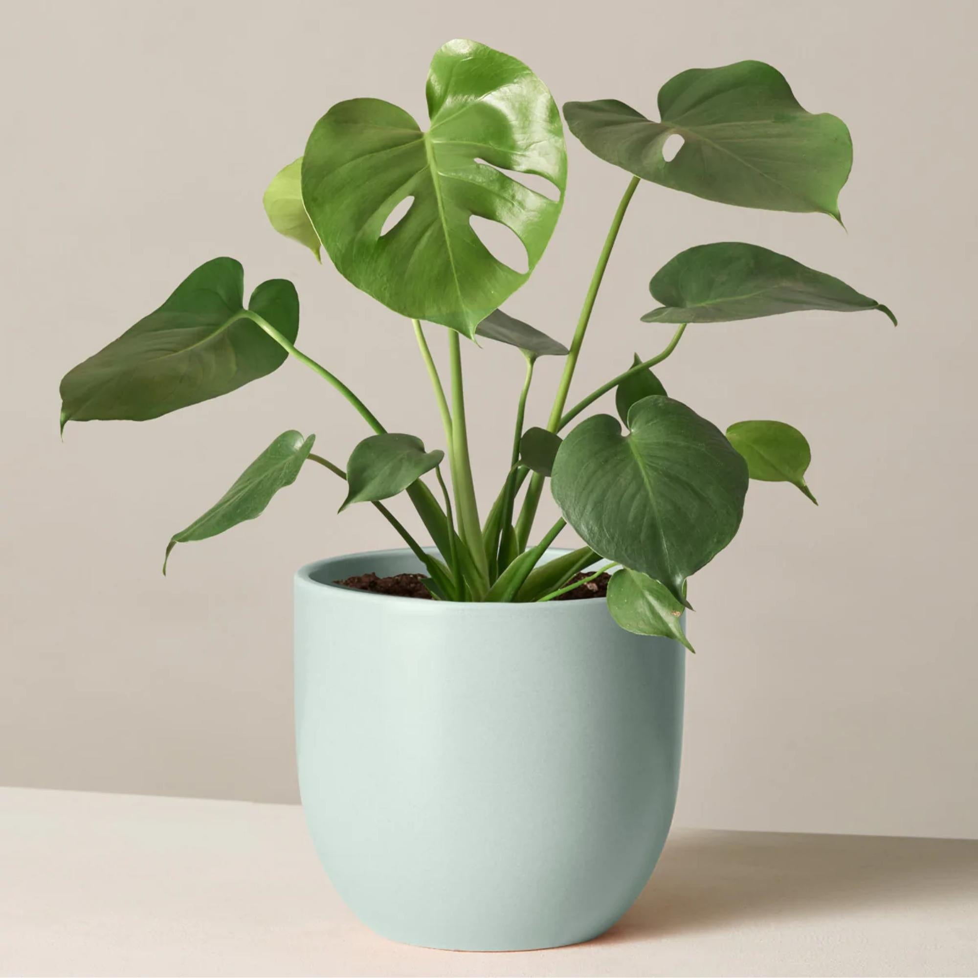 モンステラ・ポトス MONSTERA DELICIOSA `KASUMI` モンステラ・ポトス MONSTERA DELICIOSA `KASUMI` Lg. Monstera