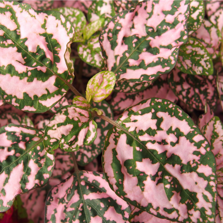 Polka Dot Plant - Splash
