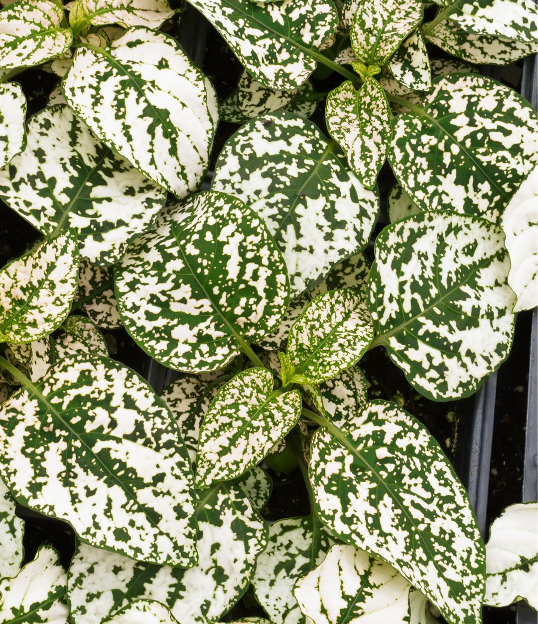 Polka Dot Plant - Splash