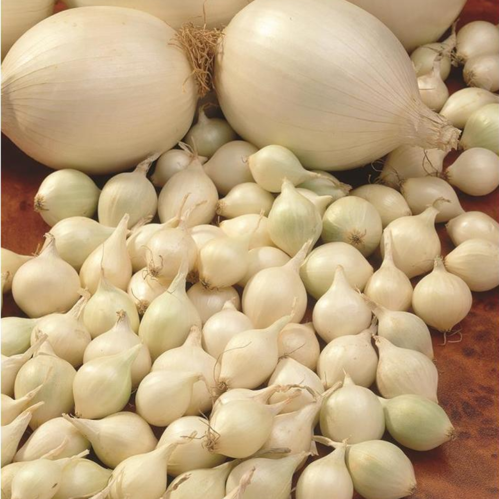 Onions Sets 'Snowball White'