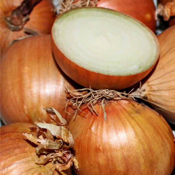 Onion Sets 'Stuttgarter Yellow'