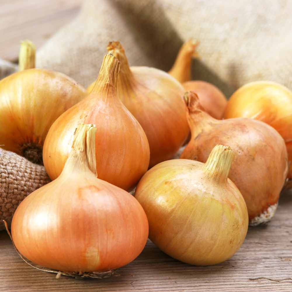 Onion Sets 'Stuttgarter Yellow'
