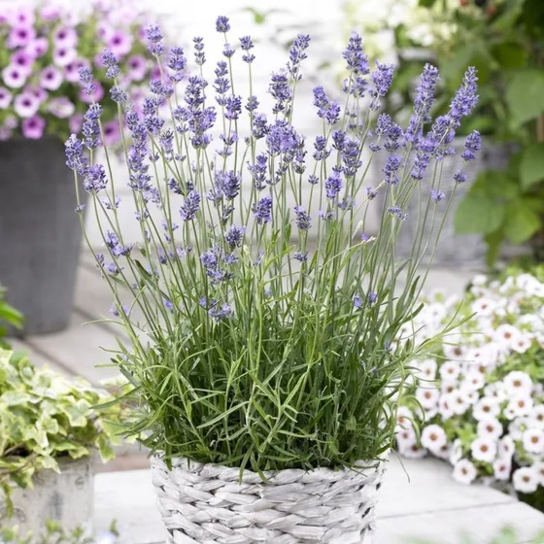 Lavender 'English'