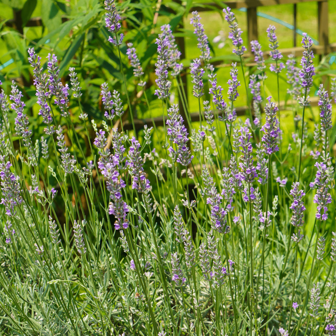 Lavender 'English'