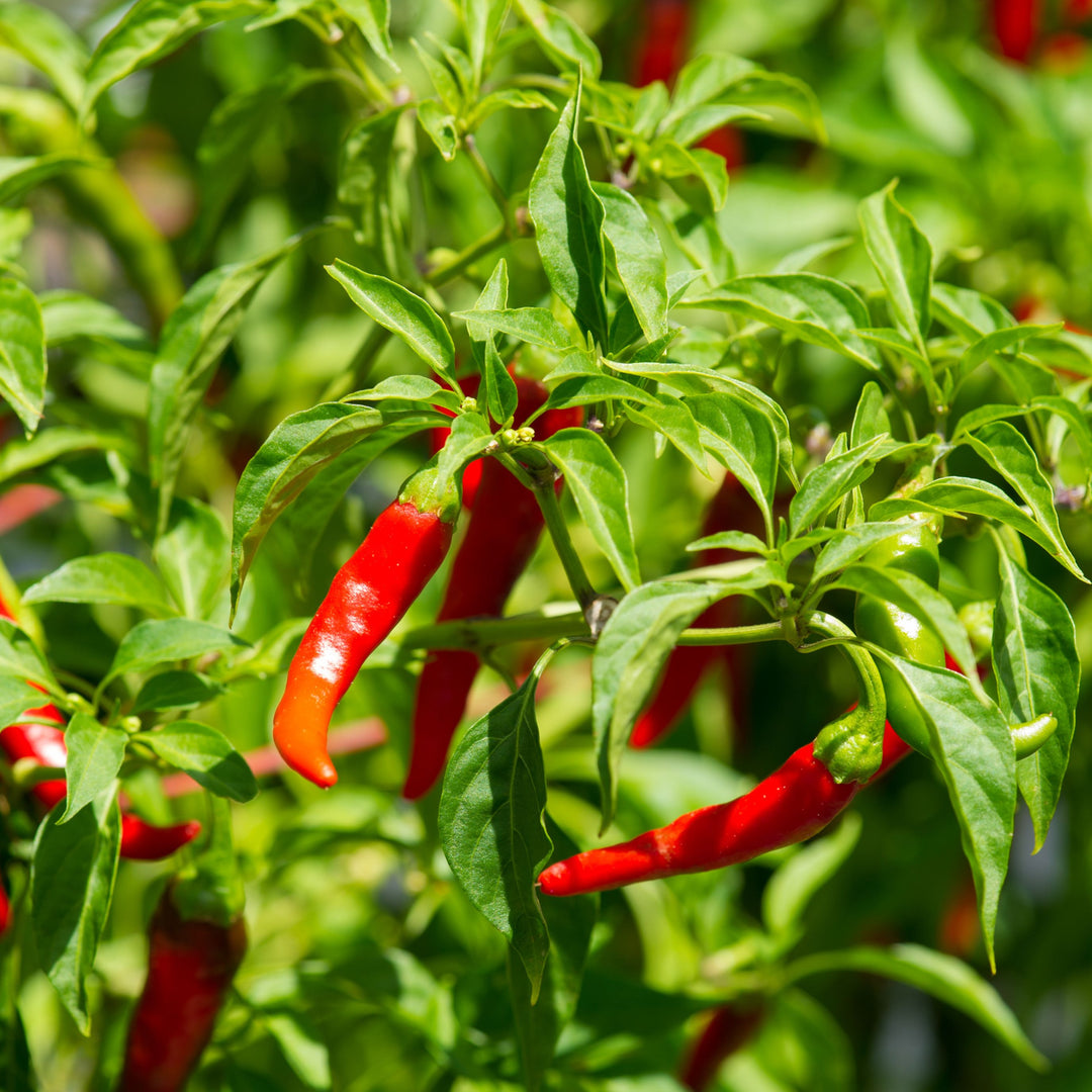 Pepper 'Long Red Cayenne'