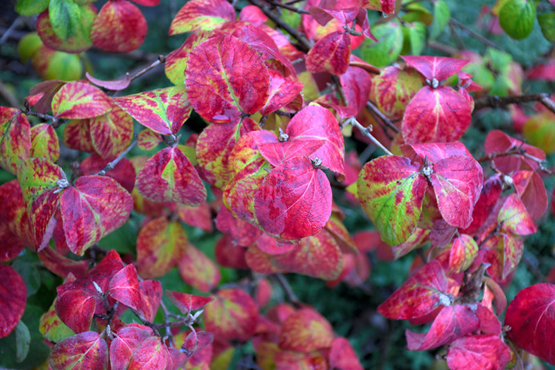 Carlesii Viburnum - Korean Spice Autumn Leaves