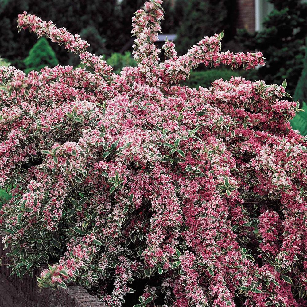 Pink Variegated Weigela