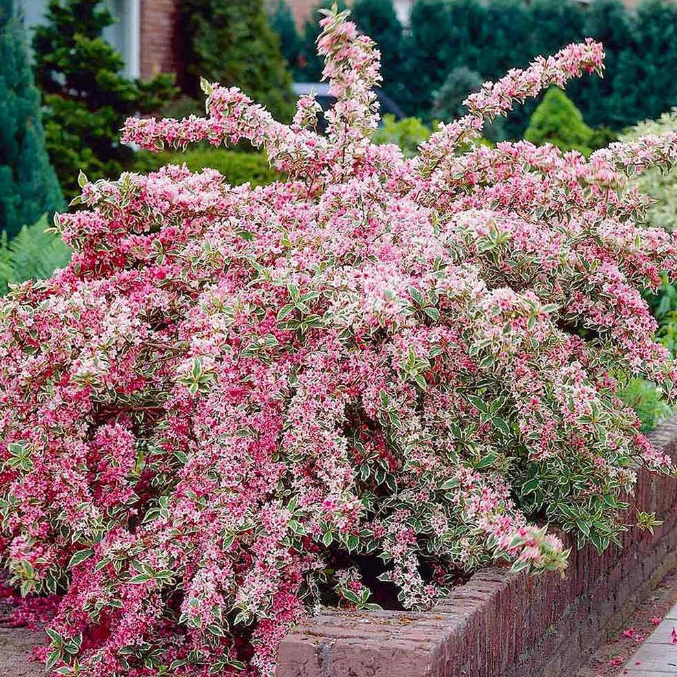 Pink Variegated weigela