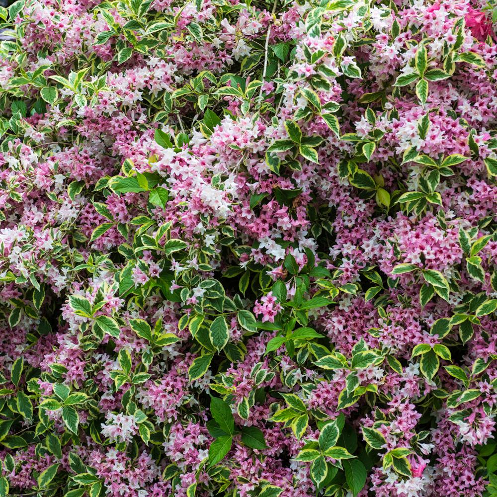 Pink Variegated Weigela