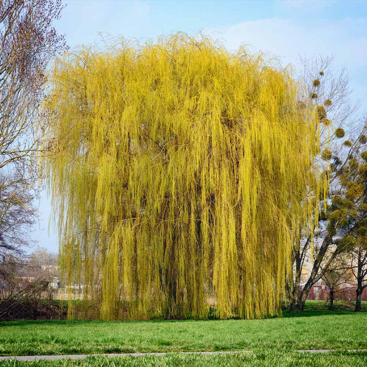 Weeping Willow Autumn