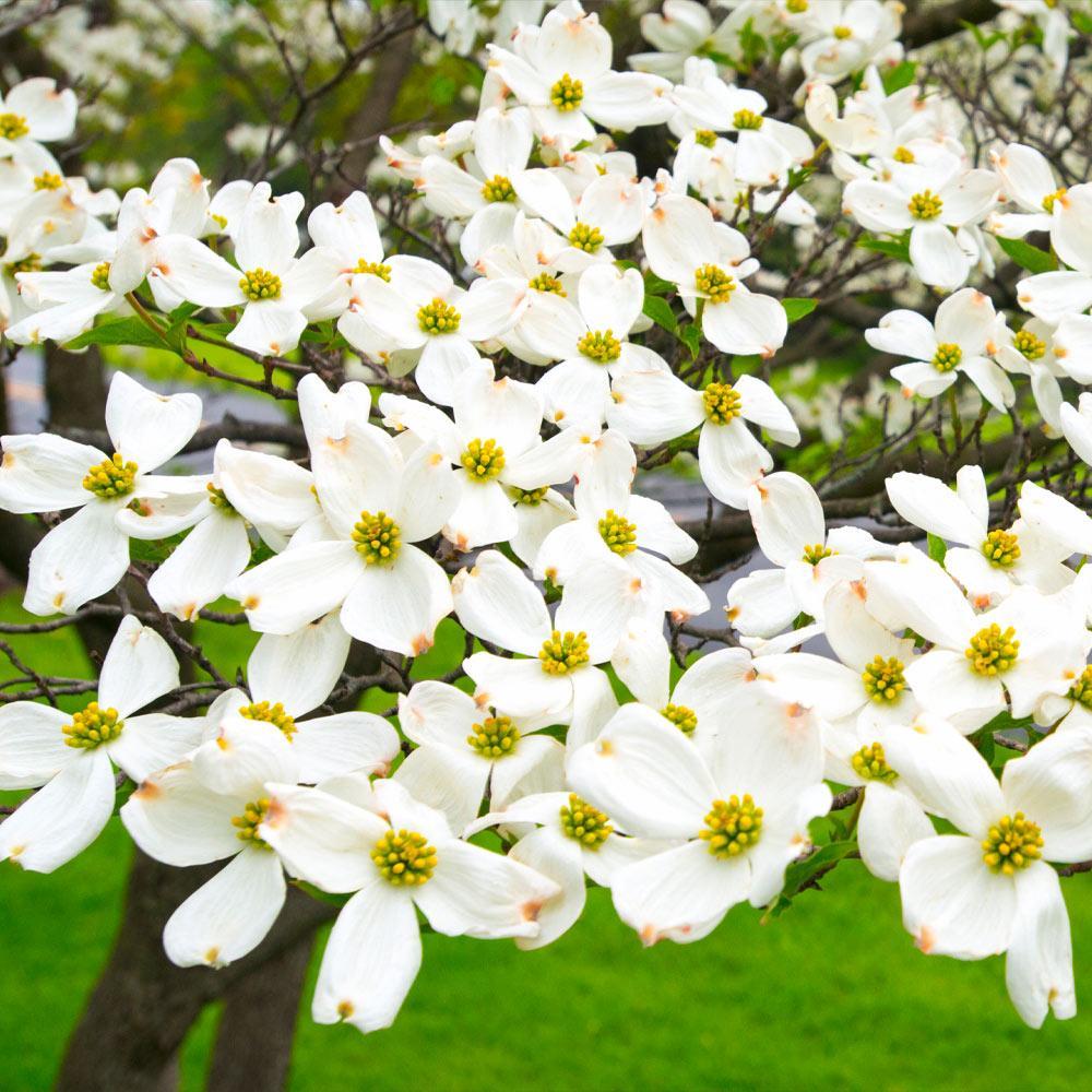 White Flowering Dogwood Flowers
