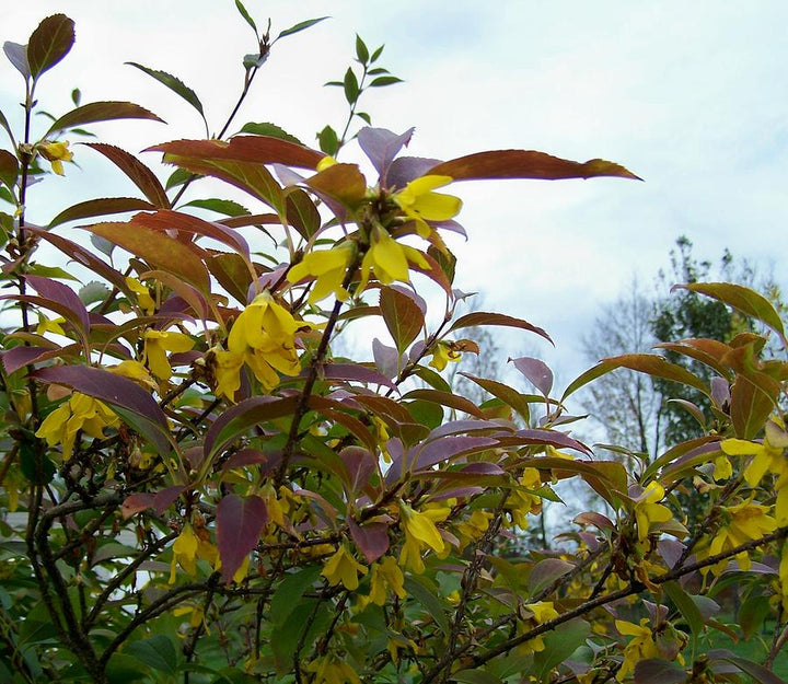 Yellow Forsythia Autumn