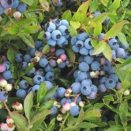 Premier Rabbiteye blueberry bush