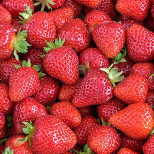Strawberries Everbearing 'Albion'