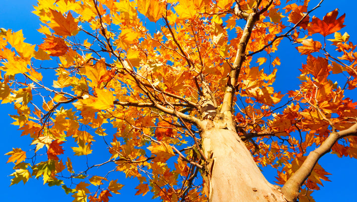 American Sycamore Tree autumn