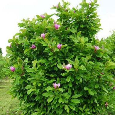 Magnolia 'Ann'