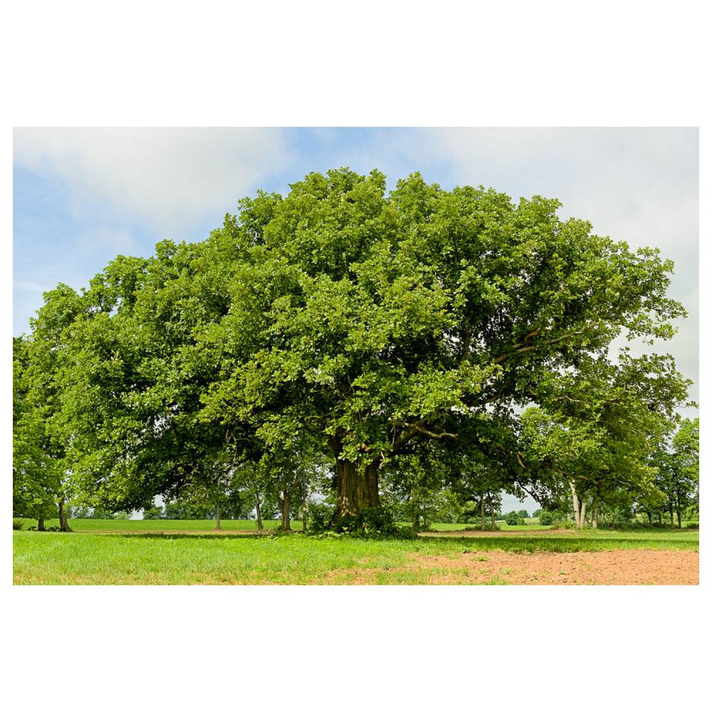 Bur Oak Tree