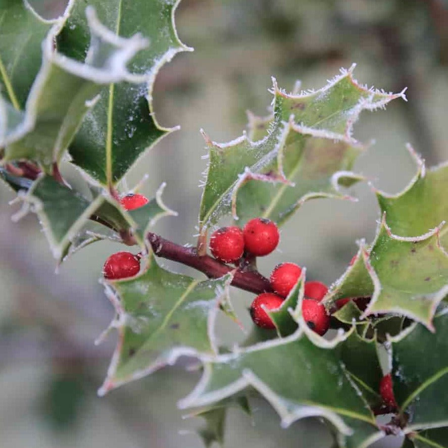 American Holly Drupe Berries