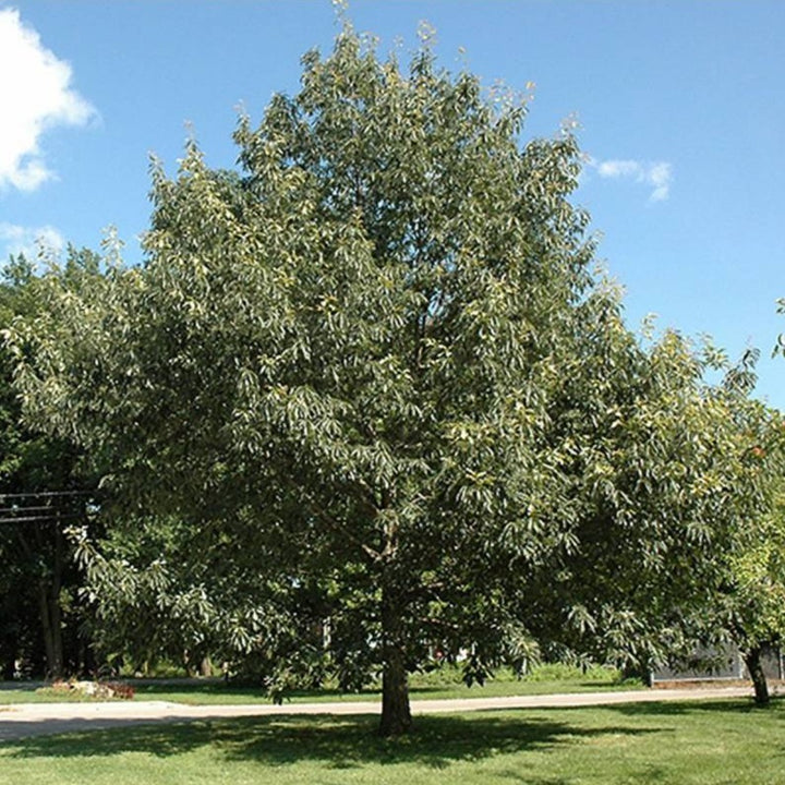 Chinkapin White Oak Tree