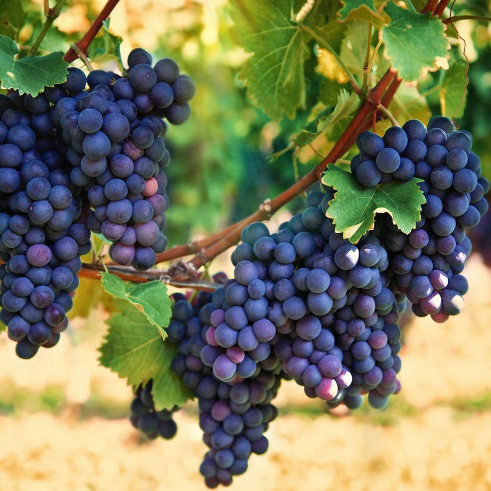 'Concord' Grape Vine