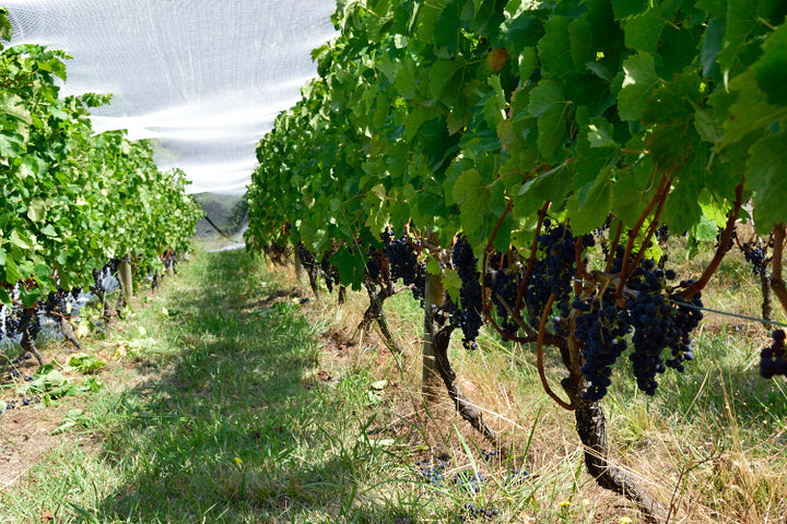 'Concord' Grape Vineyard