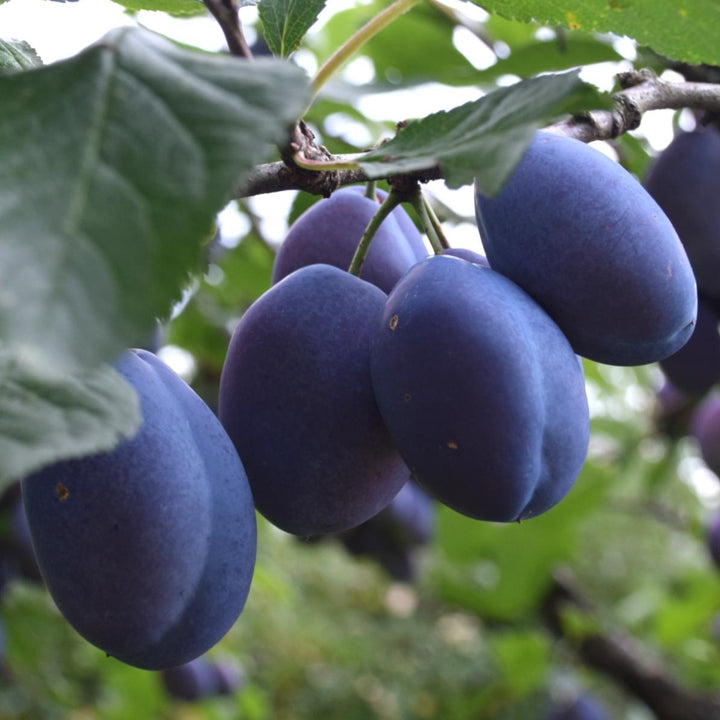 Blue damson plum