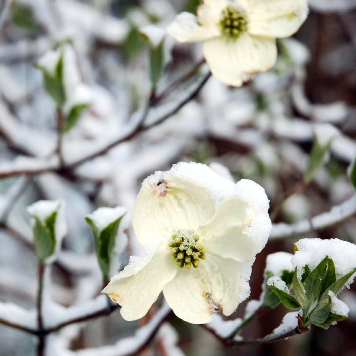 Flowering Dogwood Tree 'White Flowering Dogwood'