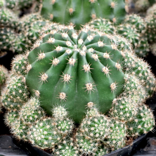 Echinobivia Rainbow Burst Cactus