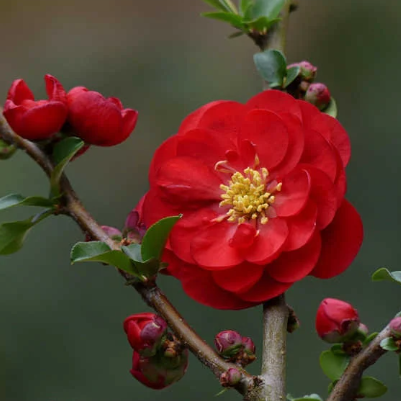 dragons blood flowering quince