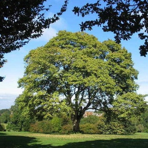 American Sycamore tree