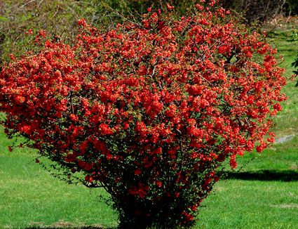 Red Dragons Blood Double Flowering Quince