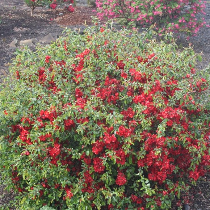 Red Dragons Blood Double Flowering Quince Shrub