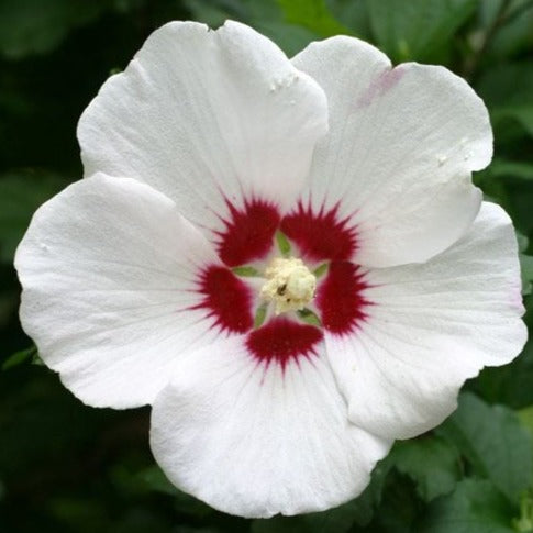 Red Heart Rose of Sharon - Shrub Althea - Hibiscus
