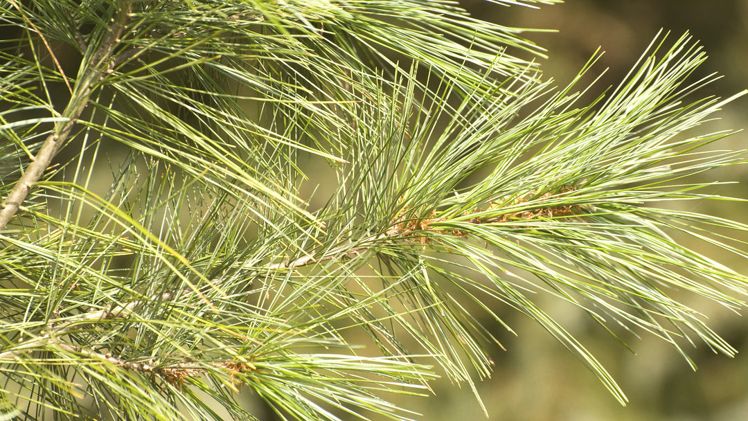Eastern white pine needles