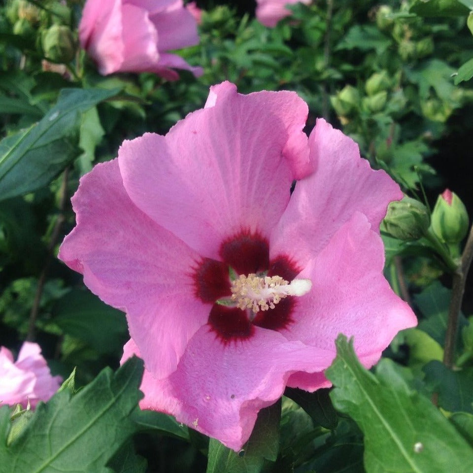 Rose of Sharon - Shrub Althea - Hibiscus 'Pink'