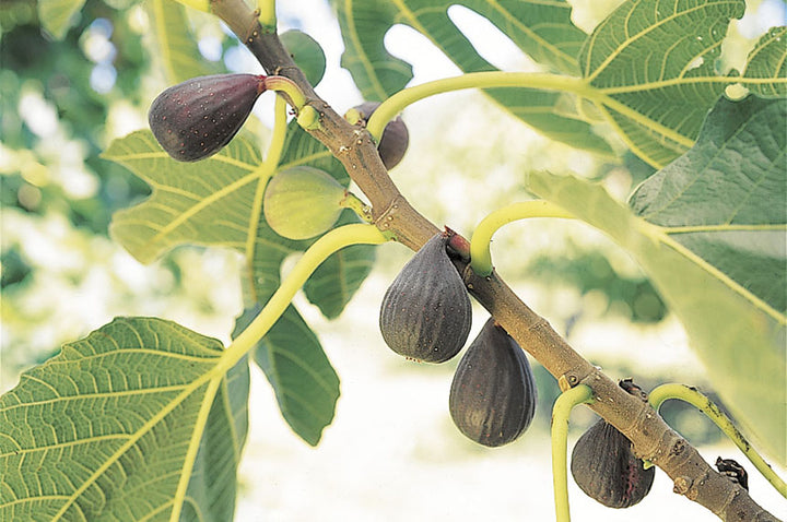 Fig Tree 'Celeste'