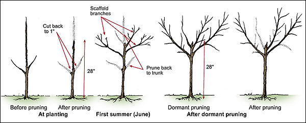 Apple Tree 'Winesap'