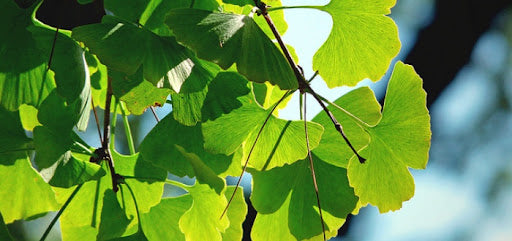 Ginko Biloba leaf