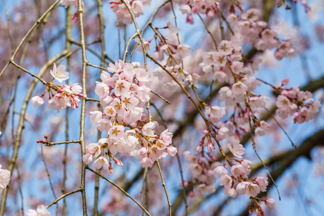 Yoshino Weeping Cherry blossoms