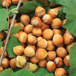 American Hazelnut