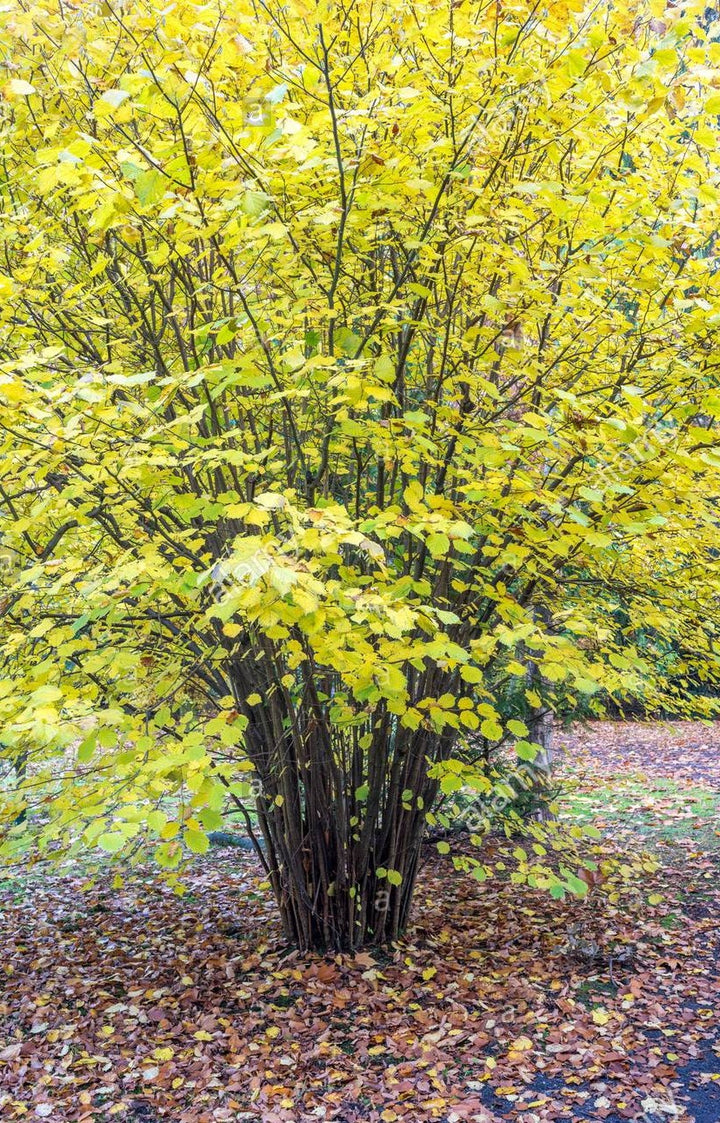 Hazelnut Tree Autumn