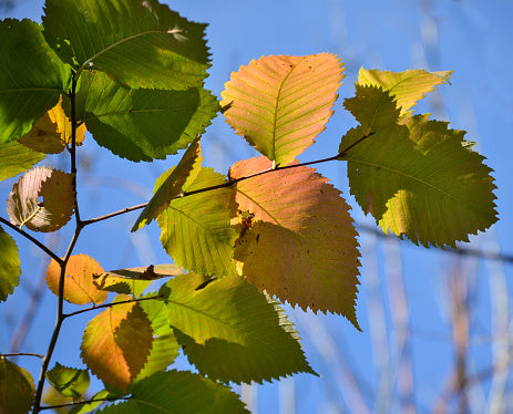 Hazelnut Tree Leaves