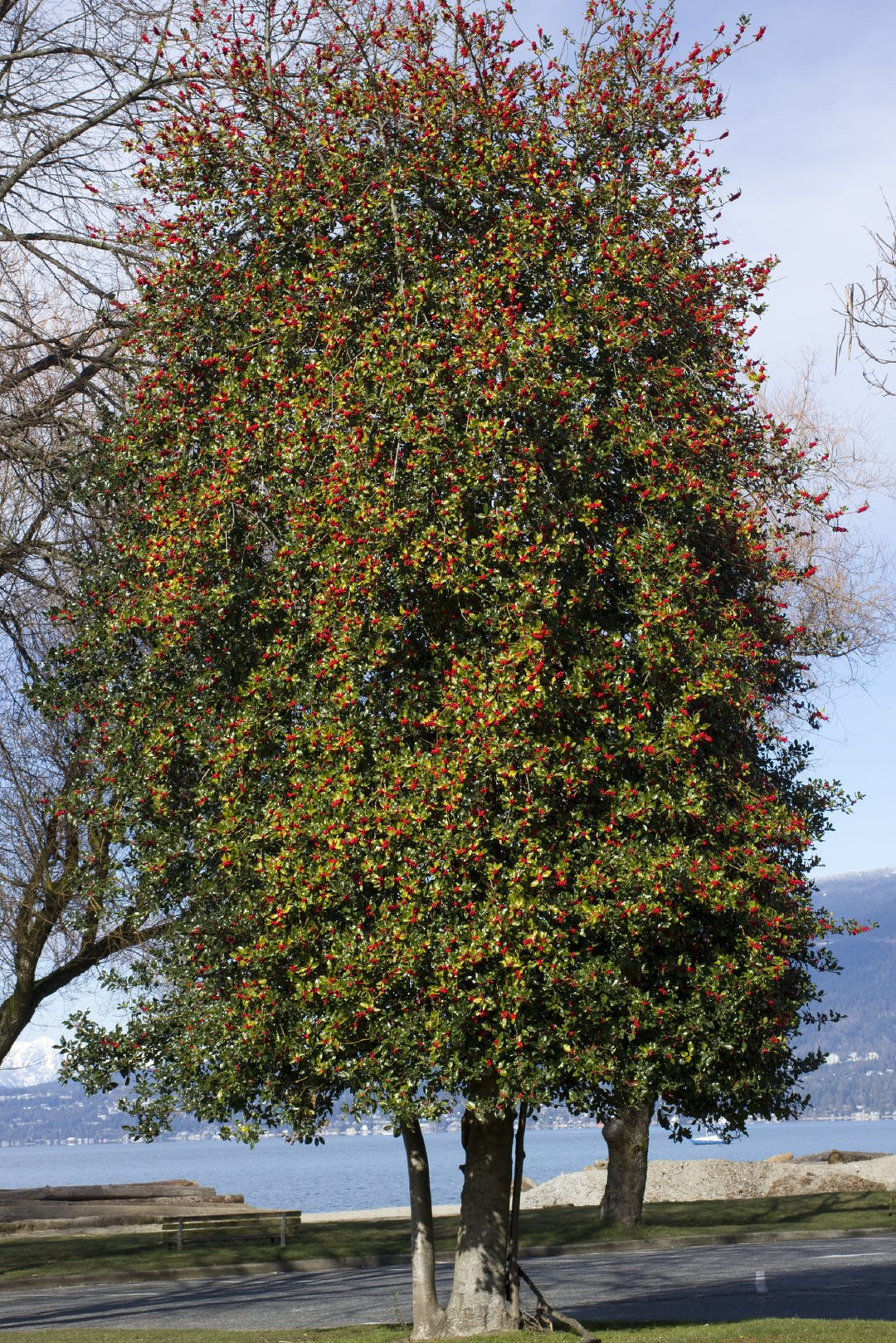 American Holly Tree