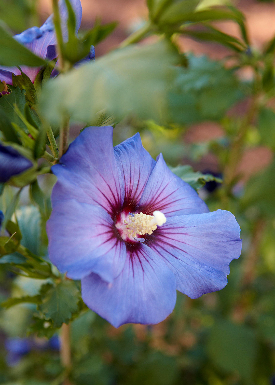 Rose of Sharon - Shrub Althea - Hibiscus 'Bluebird