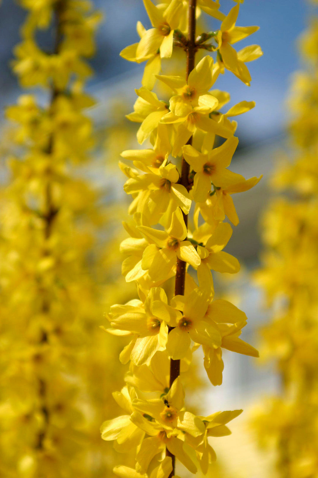 Yellow Flowers Forsythia