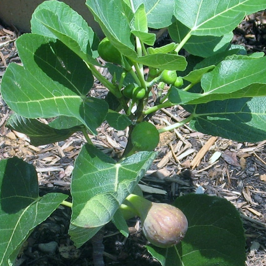 Celeste fig fruit tree