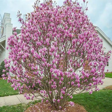 Jane Magnolia - little girl group magnolia- hybrid Shrub