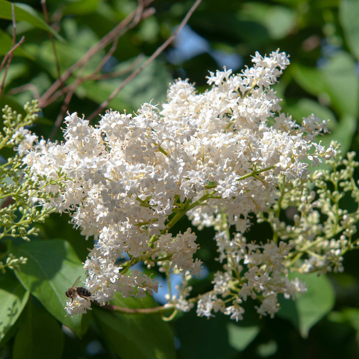 Japanese Lilac Ivory Silk Tree Blooms